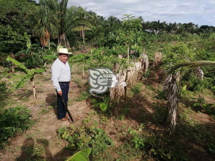 Da frutos Festival del Coco; avanza reforestación en Colorado y Guillermo Prieto