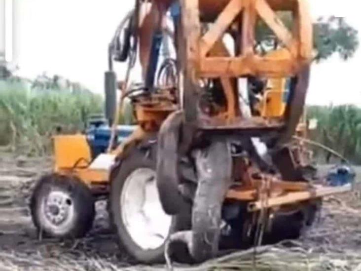 Hallan enorme serpiente en cañaverales de Omealca 