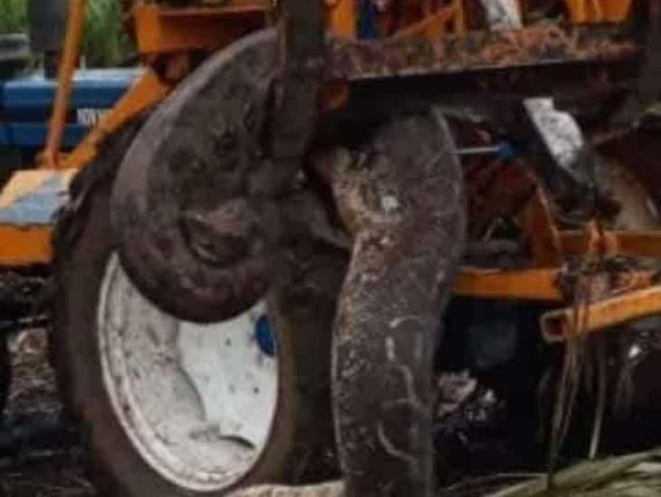 Hallan enorme serpiente en cañaverales de Omealca 