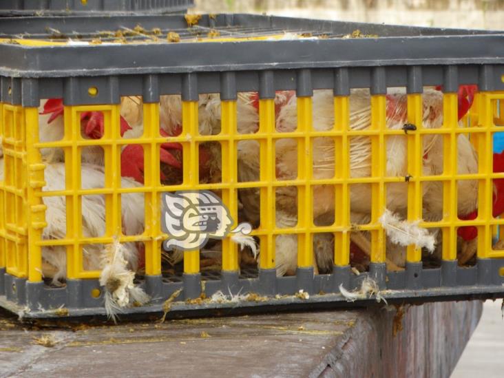 Unefa entrega gallinas ponedoras en Misantla