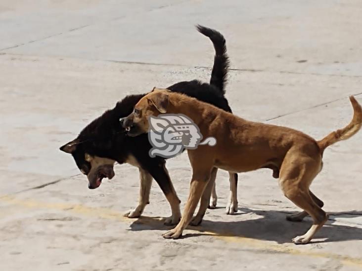 Perro ataca en el rostro a septuagenaria de Nanchital