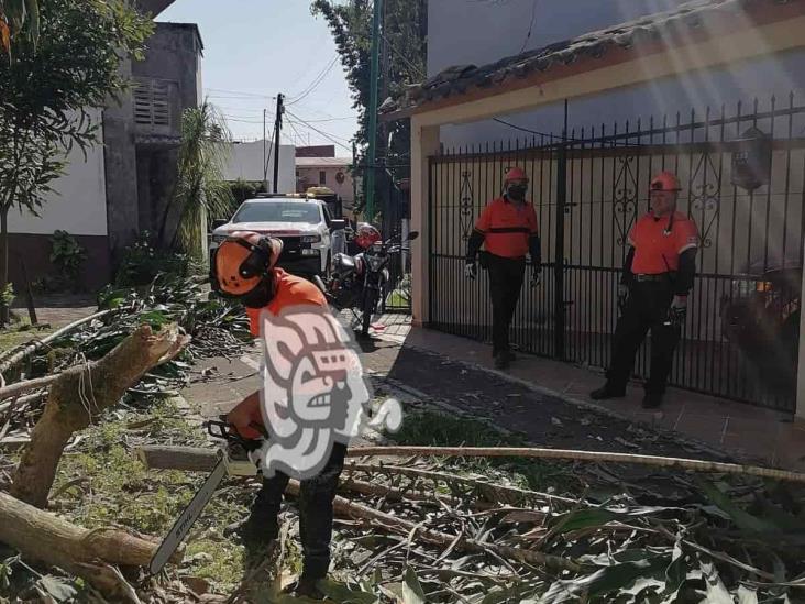 Reportan incontables daños en Xalapa, Coatepec y Emiliano Zapata tras fuertes vientos