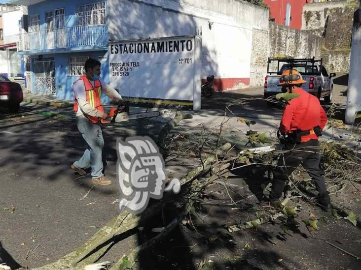 Reportan incontables daños en Xalapa, Coatepec y Emiliano Zapata tras fuertes vientos