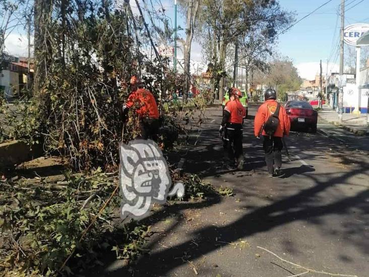 Reportan incontables daños en Xalapa, Coatepec y Emiliano Zapata tras fuertes vientos