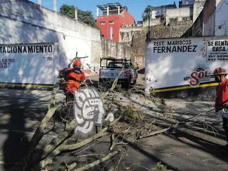 Reportan incontables daños en Xalapa, Coatepec y Emiliano Zapata tras fuertes vientos