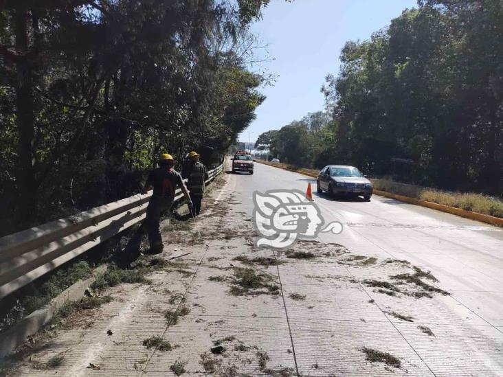 Fuertes vientos en Xalapa y municipios vecinos provocan caídas de ramas