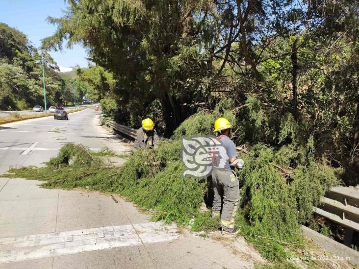 Fuertes vientos en Xalapa y municipios vecinos provocan caídas de ramas