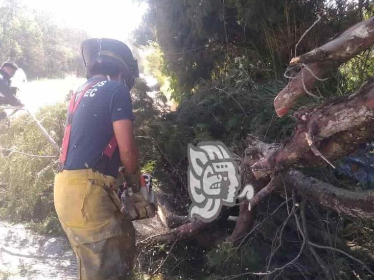 Fuertes vientos en Xalapa y municipios vecinos provocan caídas de ramas