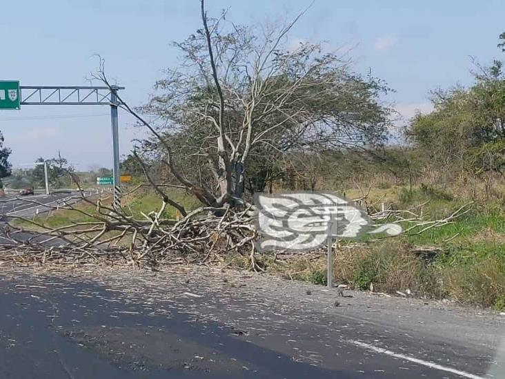 Fuertes vientos en Xalapa y municipios vecinos provocan caídas de ramas