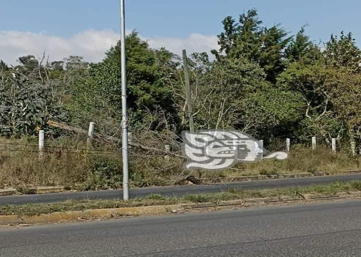 Fuertes vientos en Xalapa y municipios vecinos provocan caídas de ramas