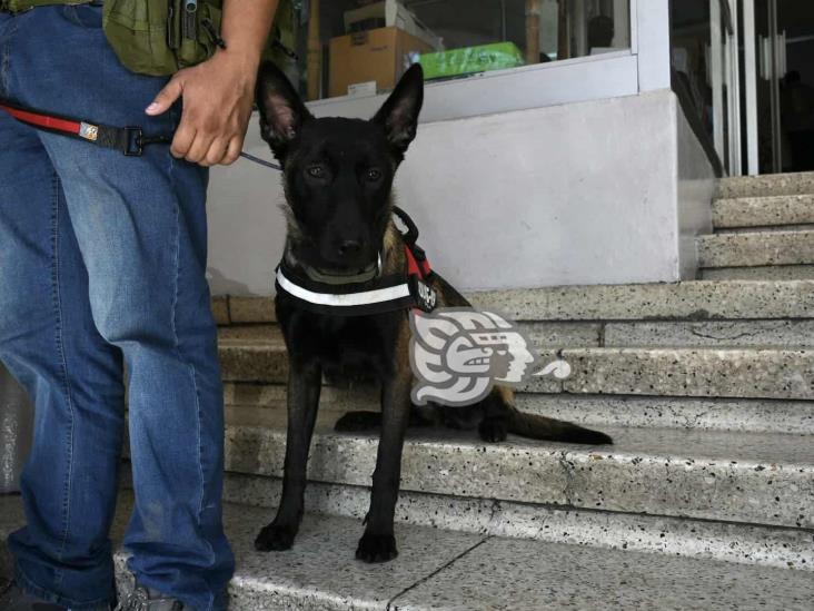 En Xalapa, invitan a congreso sobre adiestramiento canino