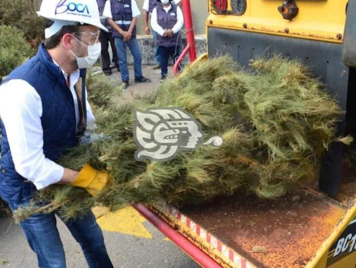 Anuncia campaña de recolección de arbolitos en Boca del Río 