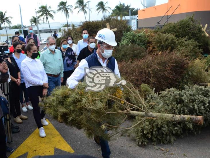 Anuncia campaña de recolección de arbolitos en Boca del Río 