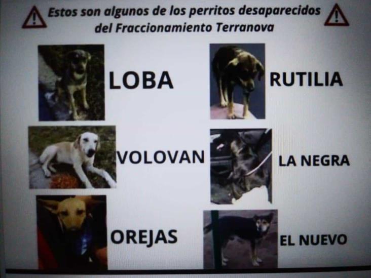 Denuncian legalmente a Casas Carpín por razia y abandono de perros en Emiliano Zapata