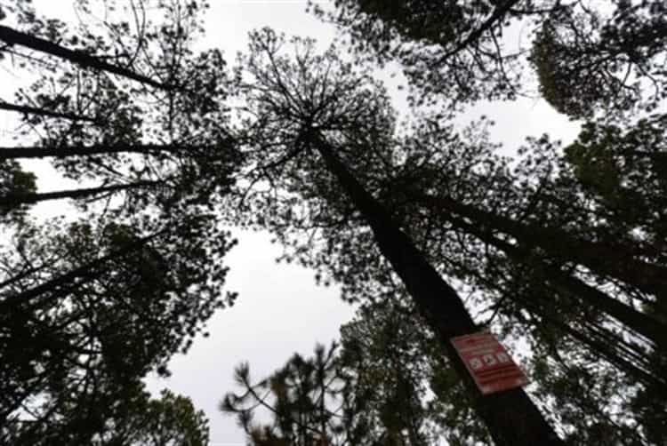 Ejidatarios de Perote: guardianes del bosque que surte de agua a Xalapa