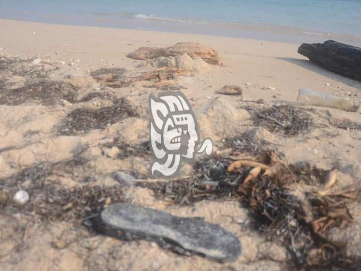 Cada año aumenta la cantidad de basura en playas de Veracruz