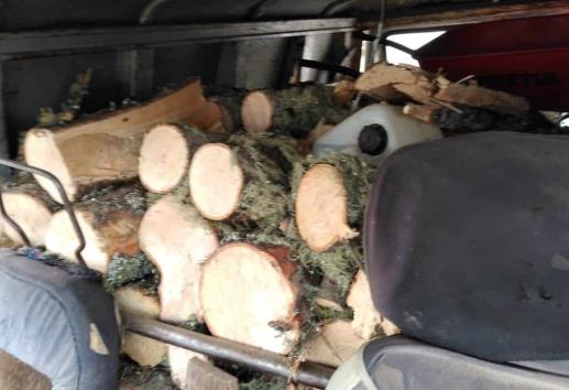 Detiene SSP a cuatro por tala clandestina en el Cofre de Perote