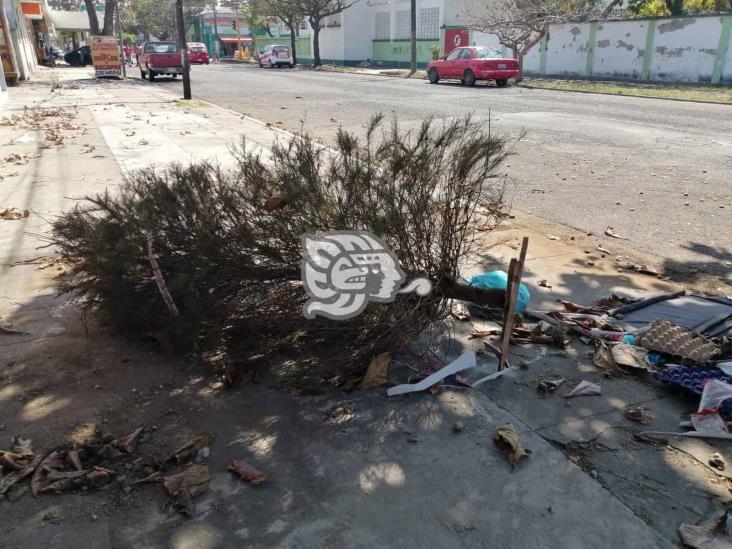 Abandonan arbolitos navideños en calles del puerto