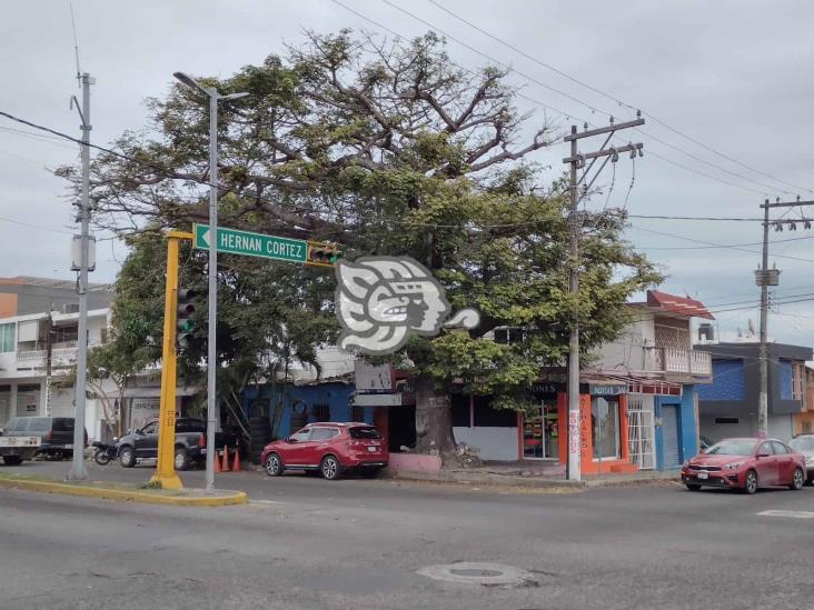 Conoce los árboles más longevos de Veracruz