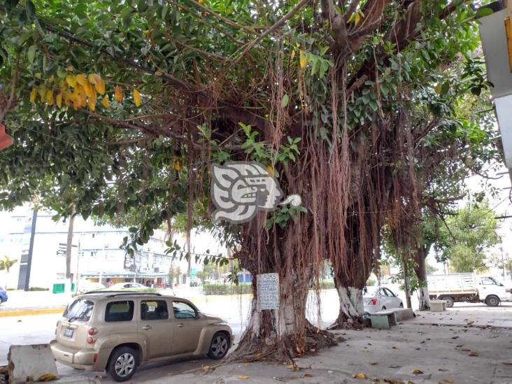 Conoce los árboles más longevos de Veracruz