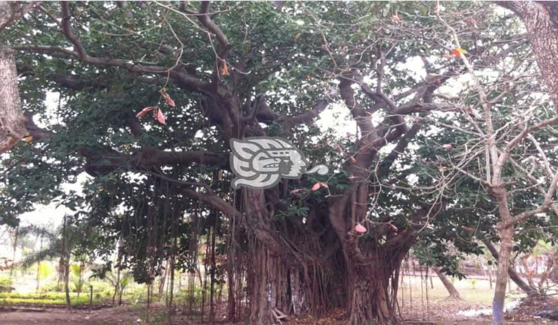 Conoce los árboles más longevos de Veracruz