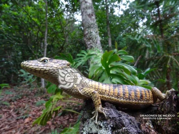 Presentan en revista de herpetología a lagartija endémica de Zongolica