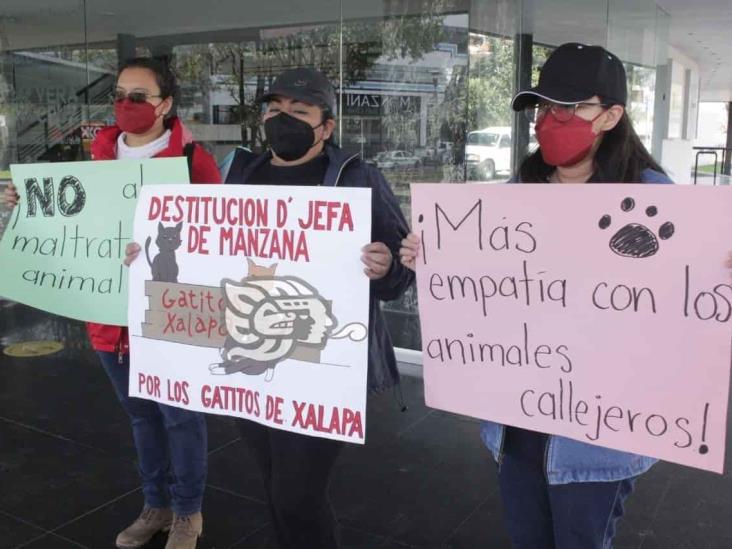 Animalistas lanzan SOS para salvar a gatitos ferales de Xalapa 2000