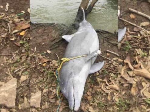 Hallan muerto a delfín de agua dulce en Tlacotalpan