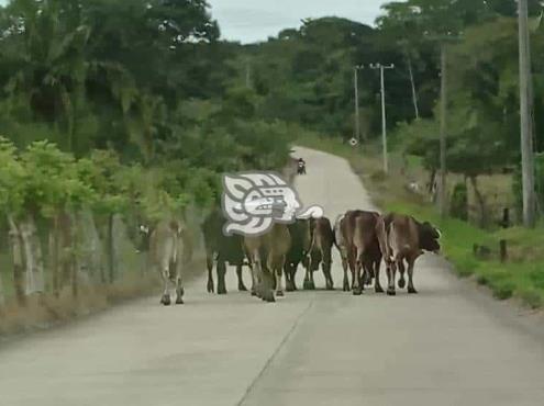 Persiste problema de ganado suelto en carreteras de Moloacán 
