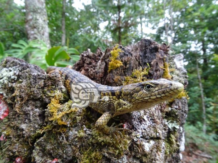 Urge UV concientización sobre cuidado de especies animales