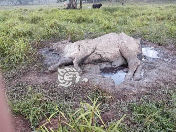 Obras de GSM dañan flora y fauna del Uxpanapa; campesinos denuncian abusos