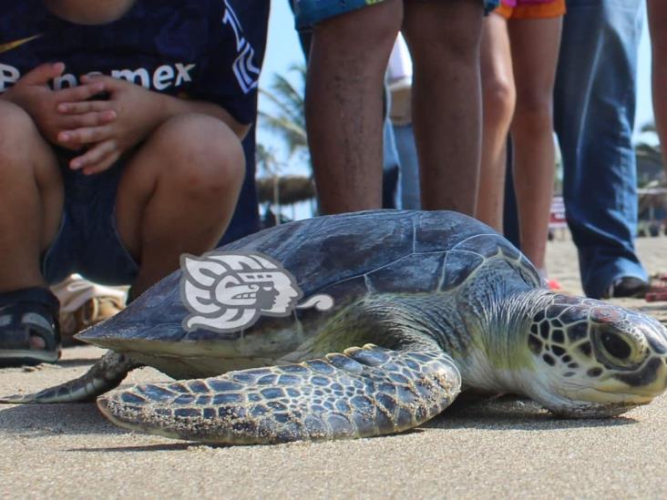 Tortugas en Veracruz mueren por consumo de plástico