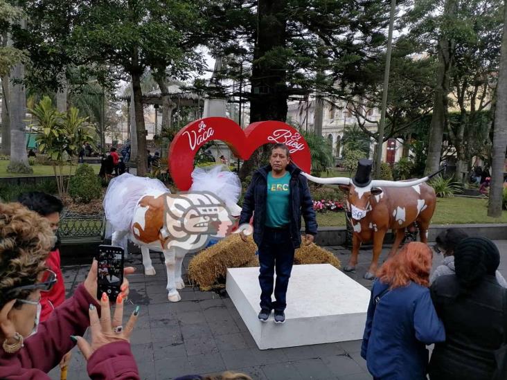 En Orizaba, celebran ‘boda’ de la vaca y el buey; usuarios critican el acto en redes