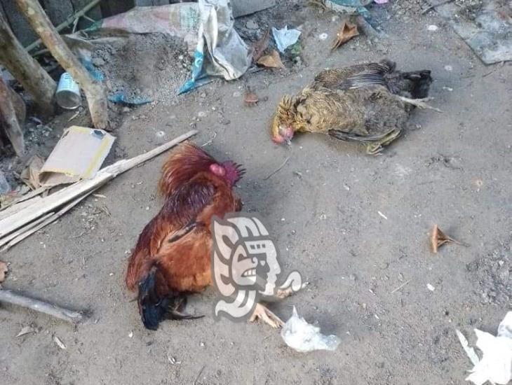 Envenenan perros y pollos en Jáltipan; piden intervención de autoridades