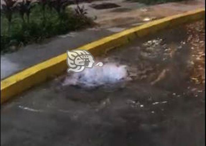 Obra mal hecha en la Infonavit Pomona, en Xalapa, genera caudalosa fuga de agua