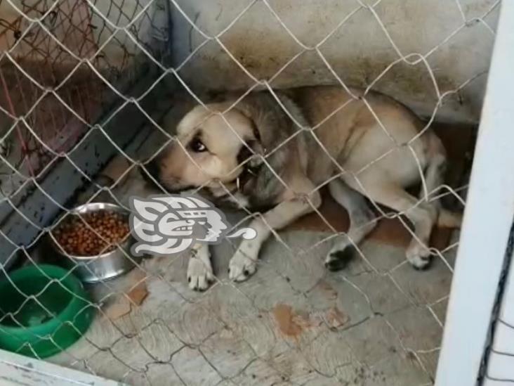 Albergues caninos, sobresaturados en Xalapa; nadie quiere adoptar