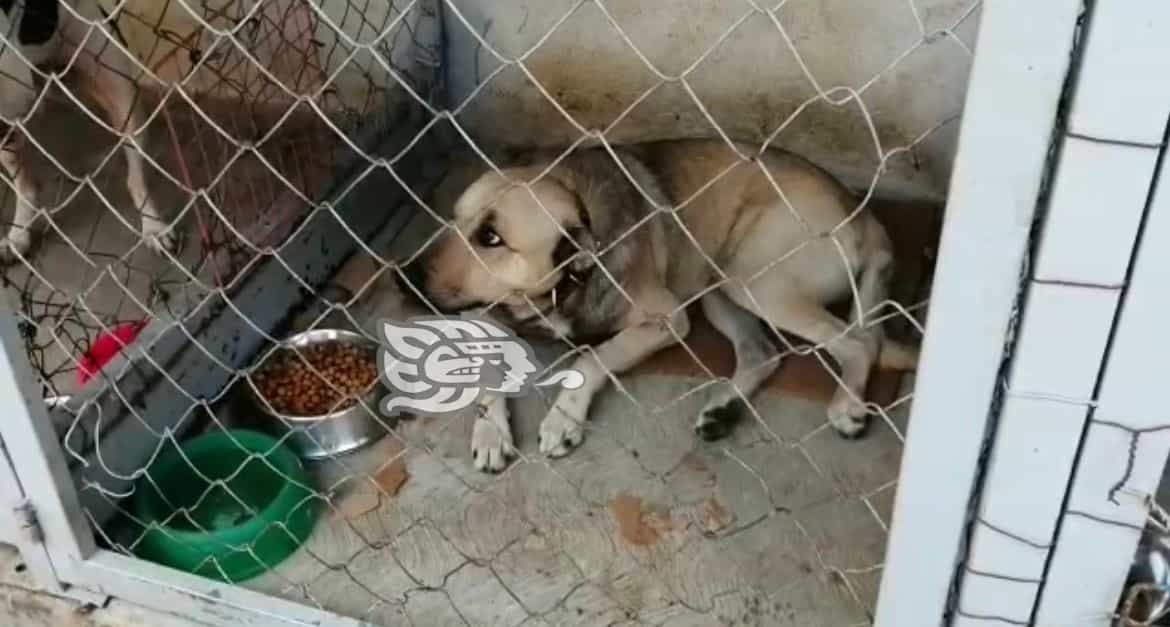 Albergues caninos, sobresaturados en Xalapa; nadie quiere adoptar