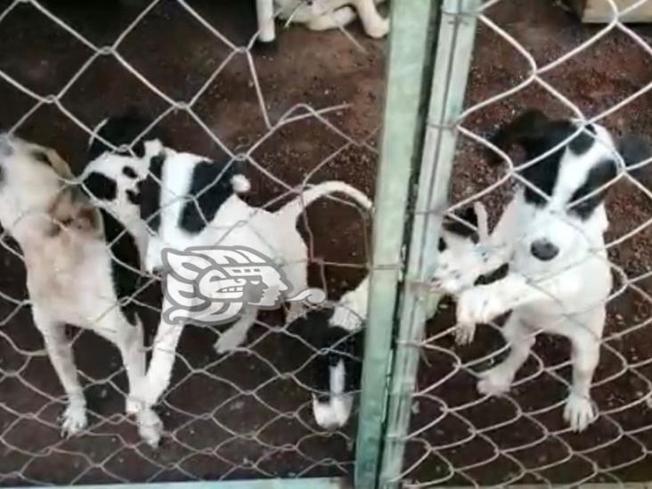 Albergues caninos, sobresaturados en Xalapa; nadie quiere adoptar