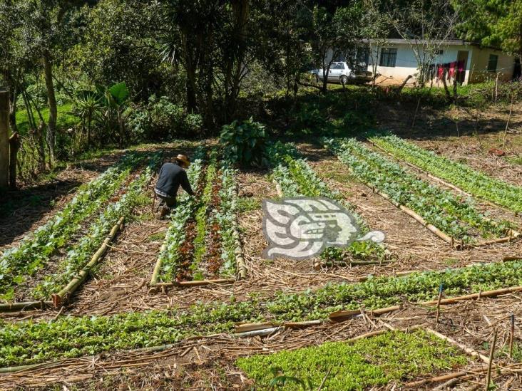 Frenan lotificación de cerro con nacimientos de agua en Tlalnelhuayocan