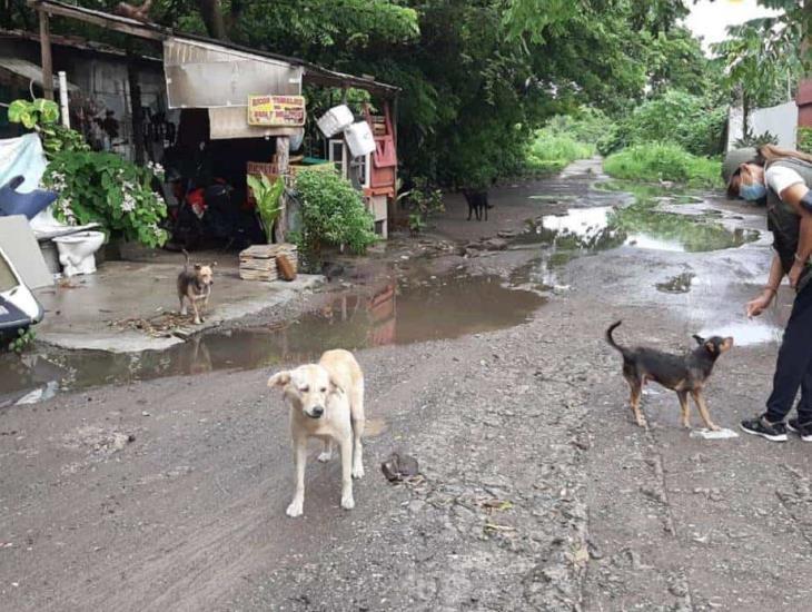 Irresponsabilidad de dueños de perros y gatos pone en peligro a la fauna silvestre