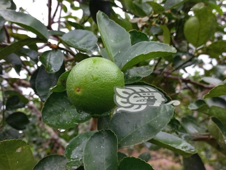En Veracruz, peligran sembradíos de limón por Dragón Amarillo; empeoraría desabasto