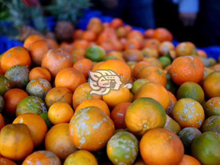 Limón mandarina, alternativa ante alto precio del Colima y Persa 