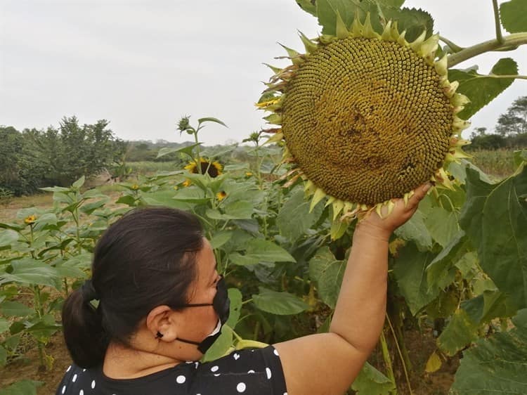 En “girasoles El Jaibi” pintan de amarillo el campo jaltipaneco