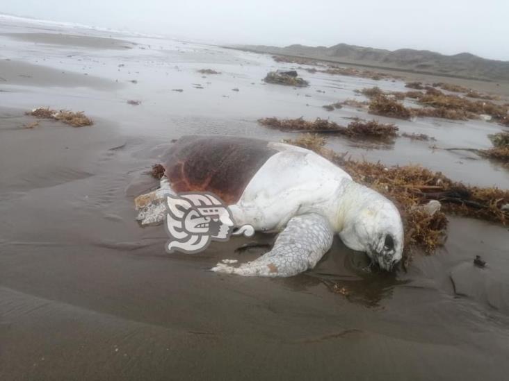 Aparecen otros 6 ejemplares marinos sin vida en playas de Coatzacoalcos