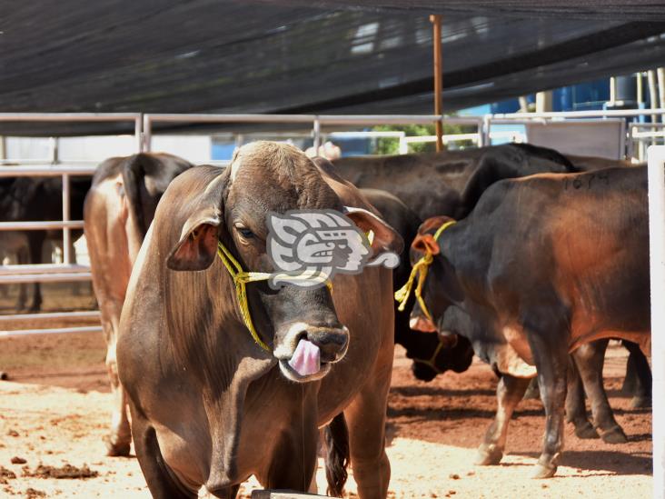 Norte y sur de Veracruz, con presencia de rabia paralítica bovina