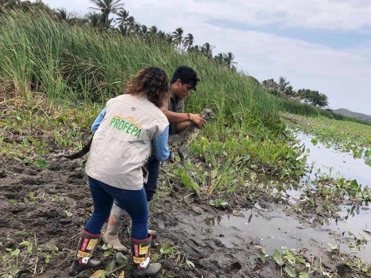 Profepa y Earth Mission rescatan y liberan a cocodrilo en Boca del Río