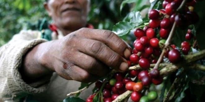 Veracruz, punta de lanza de iniciativa global en pro de pequeños productores