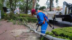 Retiran árbol de eucalipto en avenida Ávila Camacho, en Xalapa; representaba riesgo