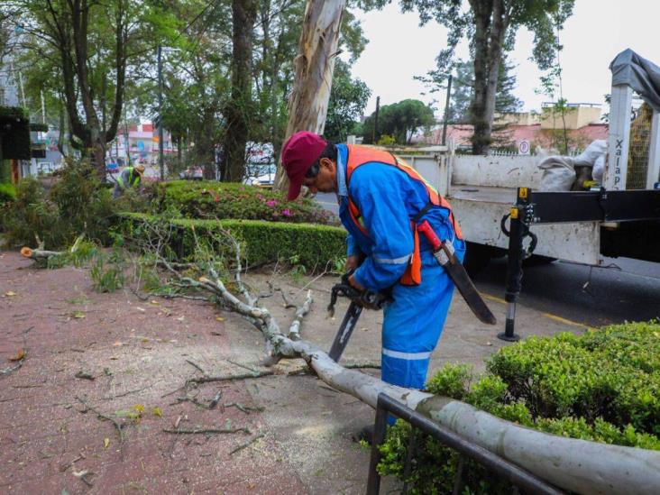 Retiran árbol de eucalipto en avenida Ávila Camacho, en Xalapa; representaba riesgo