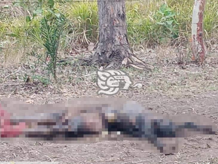 Campesino encuentra cuerpo de mujer en estado de putrefacción en Tierra Blanca